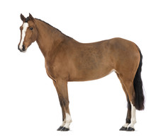 Side View Of A Female Andalusian, 3 Years Old