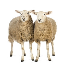 Two Sheep Against White Background