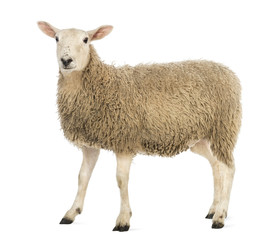 Wall Mural - side view of a sheep looking at camera