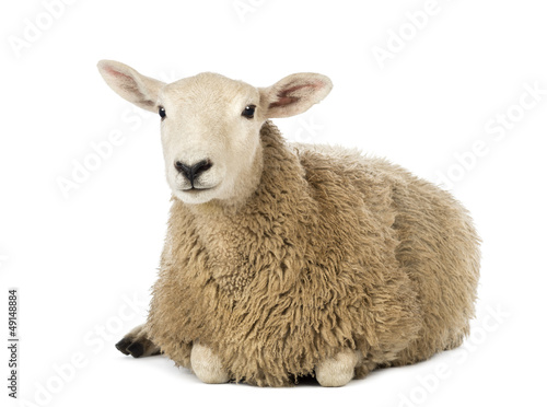 Cuadros en Lienzo Sheep lying against white background