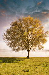 Wall Mural - Solitary tree on grass isolated on a blue sky background with cl