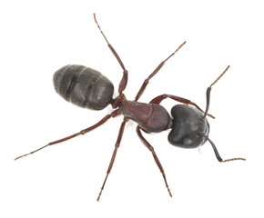 Sticker - Carpenter ant, Camponotus herculeanus isolated on white