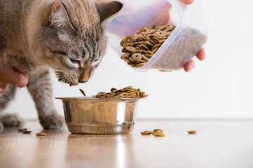 Young cat eating at home from its bowl. Female hand adding food