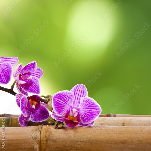 Tapeta ścienna Orchidea i bambus
