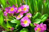Fototapeta  - Perennial primrose or primula in the spring garden..
