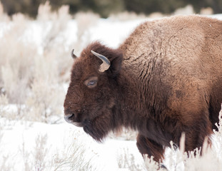 Wall Mural - Bison