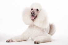 White Royal Poodle Isolated On The White Background