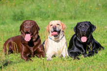 Three Labrador Retriever Dogs