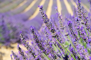 Sticker - Lavendel - lavender 138