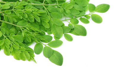 Wall Mural - Edible moringa leaves over white background