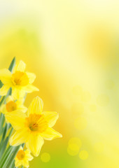 Wall Mural - yellow spring background