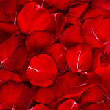 Beautiful Red Rose Petals Background Texture
