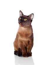 Brown Burmese Cat