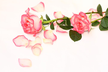 Wall Mural - Beautiful, pink roses