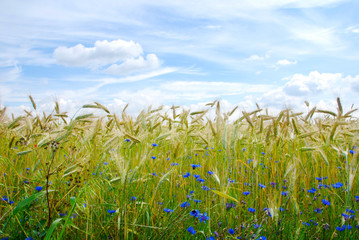 Field of barley