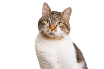 domestic cat with green eyes on isolated white