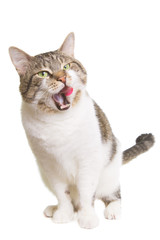 Poster - licking cat with green eyes on isolated white