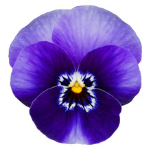 Blue Pansy Isolated On White With Clipping Path