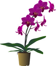 Pink Orchid Flower Branch In Brown Pot
