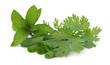 © Swapan - Fresh Coriander leaves with mint and sliced onion leaves