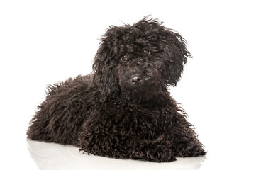 Wall Mural - Black poodle - Schwarzer Pudel