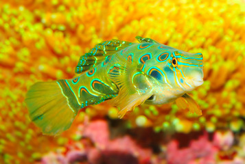 Sticker - The Mandarinfish or Mandarin dragonet (Synchiropus splendidus).