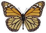 Fototapeta  - Orange monarch (Danaus plexippus) butterfly seen from belove