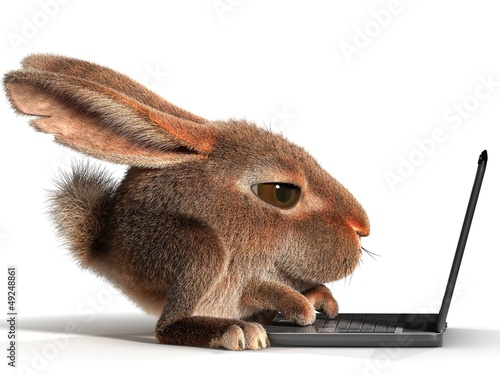 Obraz w ramie Rabbit using a laptop