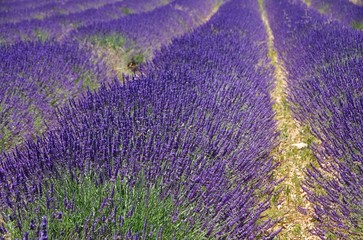 Poster - Lavendelfeld - lavender field 57