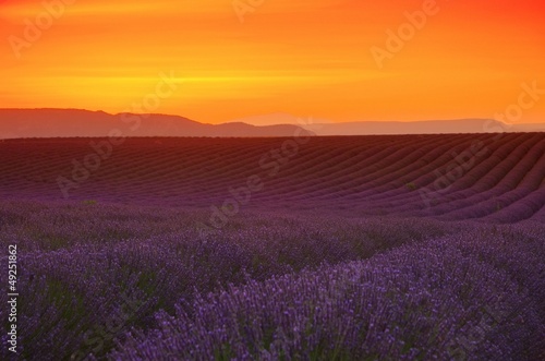 Fotoboard na płycie Lavendelfeld sonnenuntergang - lawendowe pole zachód 03