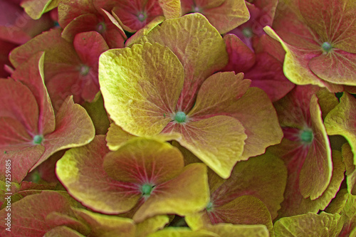 Naklejka samoprzylepna Hortensienblüte