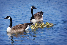 Canada Goose Family Swimming In The Lake
