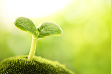 Canvas Print - Young sprout closeup