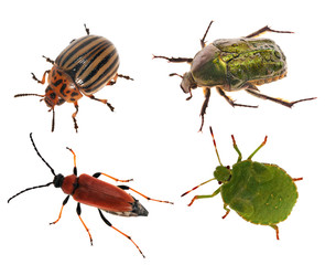 set of four beetles isolated on white