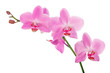 pink orchid branch with five flowers