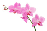 Fototapeta Storczyk - pink orchid branch with five flowers
