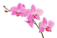 Pink Orchid Branch With Five Flowers