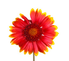 Red And Yellow Flower Of A Gaillardia On White
