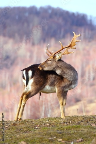 Naklejka samoprzylepna Trofeum danieli buck
