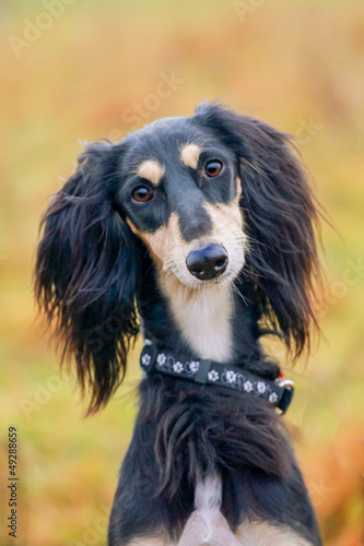 black saluki