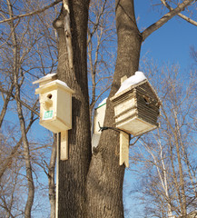 nesting boxes on a tree