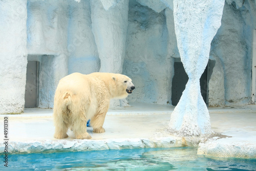 Board z aluminiowym obramowaniem Duży niedźwiedź polarny w zoo