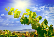 Grapevines, Mountains And Blue Sky