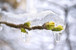 © dmitrydesigner - The buds of the tree frozen in ice