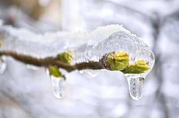 The buds of the tree frozen in ice