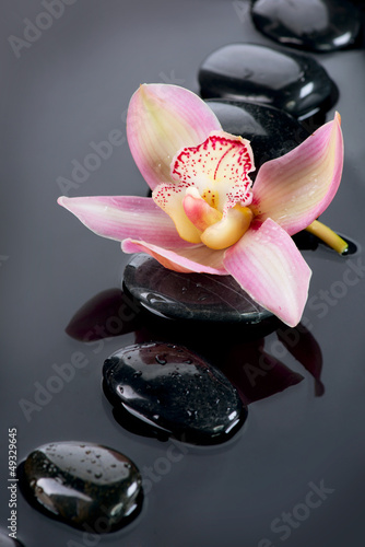 Fototapeta na wymiar Spa Stones and Orchid Flower over Dark Background