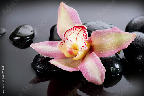 Obraz w ramie Spa Stones and Orchid Flower over Dark Background