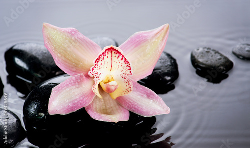 Jalousie-Rollo - Spa Stones and Orchid Flower over Dark Background (von Subbotina Anna)