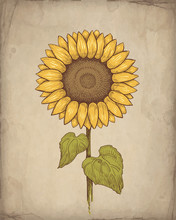 Vector Vintage Illustration Of Sunflower