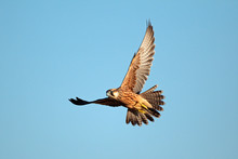 Lanner Falcon In Flight